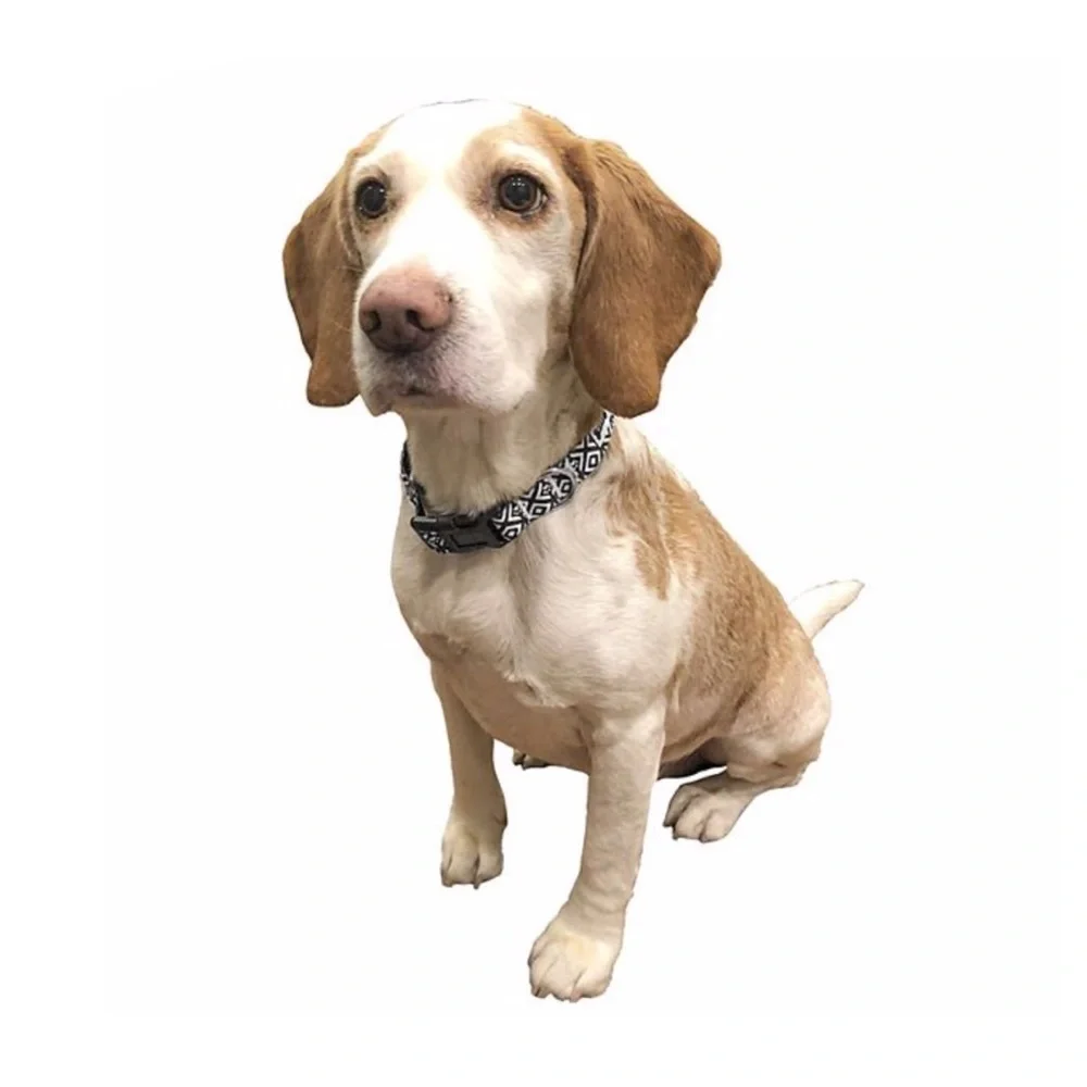 Diamond Pet Collar Black and White Nwt - Picture 3 of 3